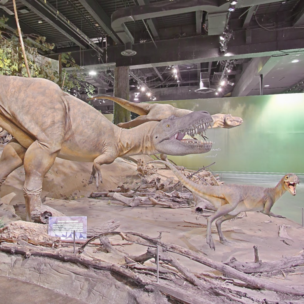 Dinosaur Museum Virtual Tour | The Royal Tyrrell Museum