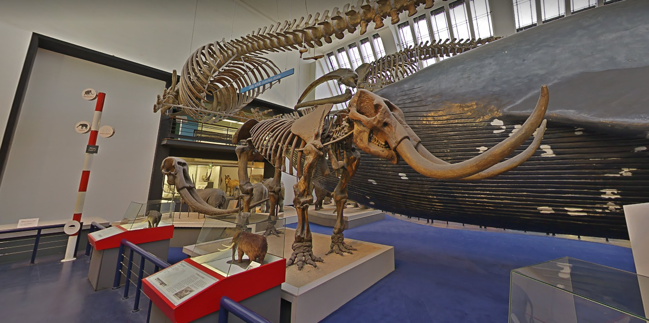The Natural History Museum — Google Arts & Culture