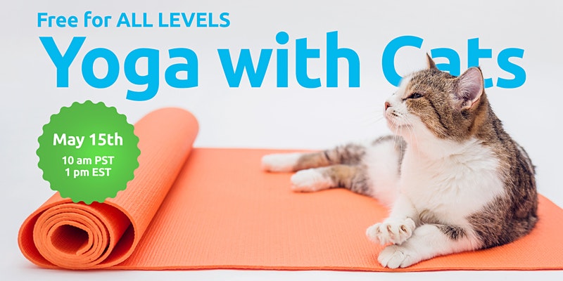 Beginner's Yoga (with Cats)