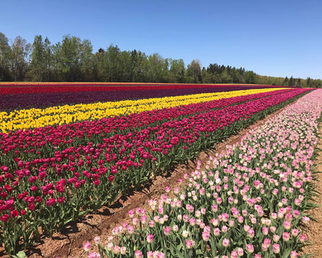 U-Pick Tulip Field