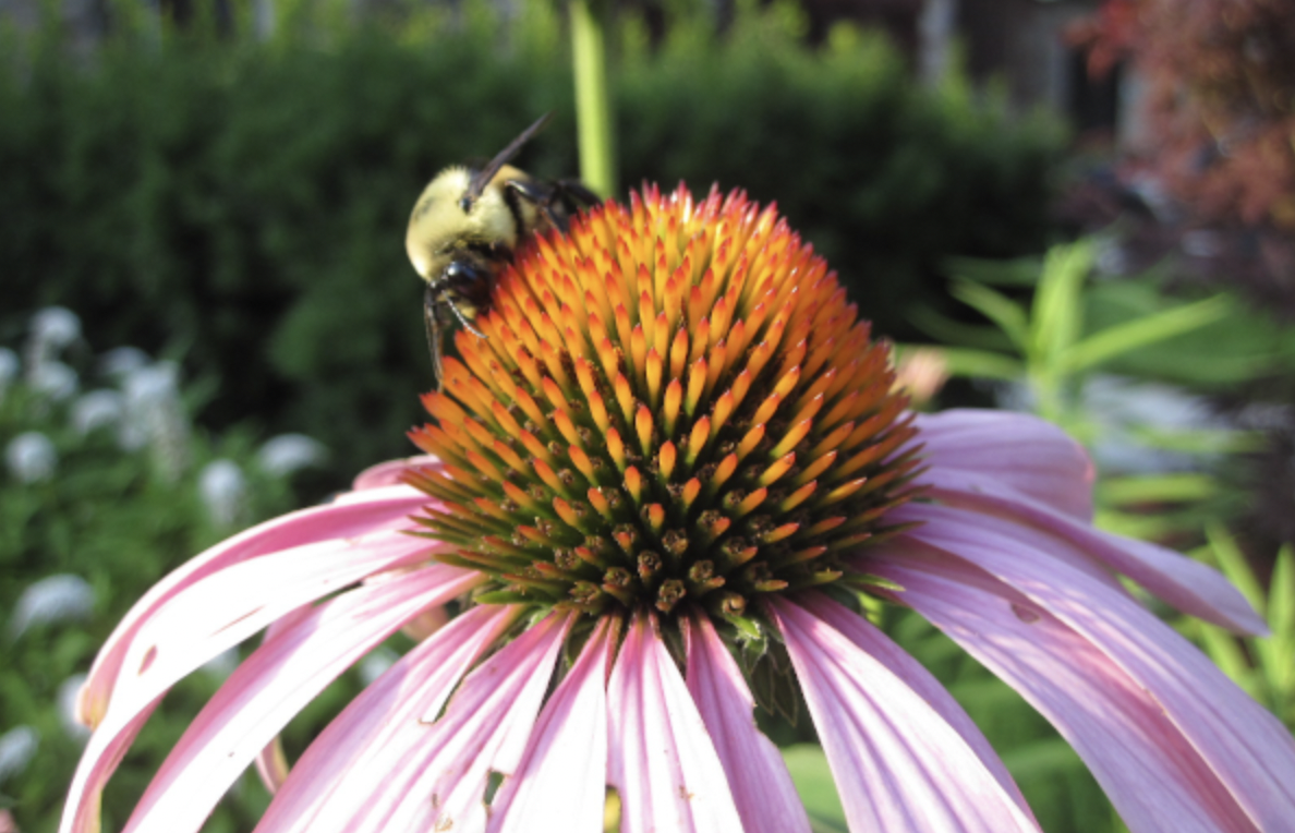 Children's Webinar: Importance of Pollinators by TRCA