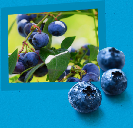 Blueberry field Domaine du Flanc-Sud